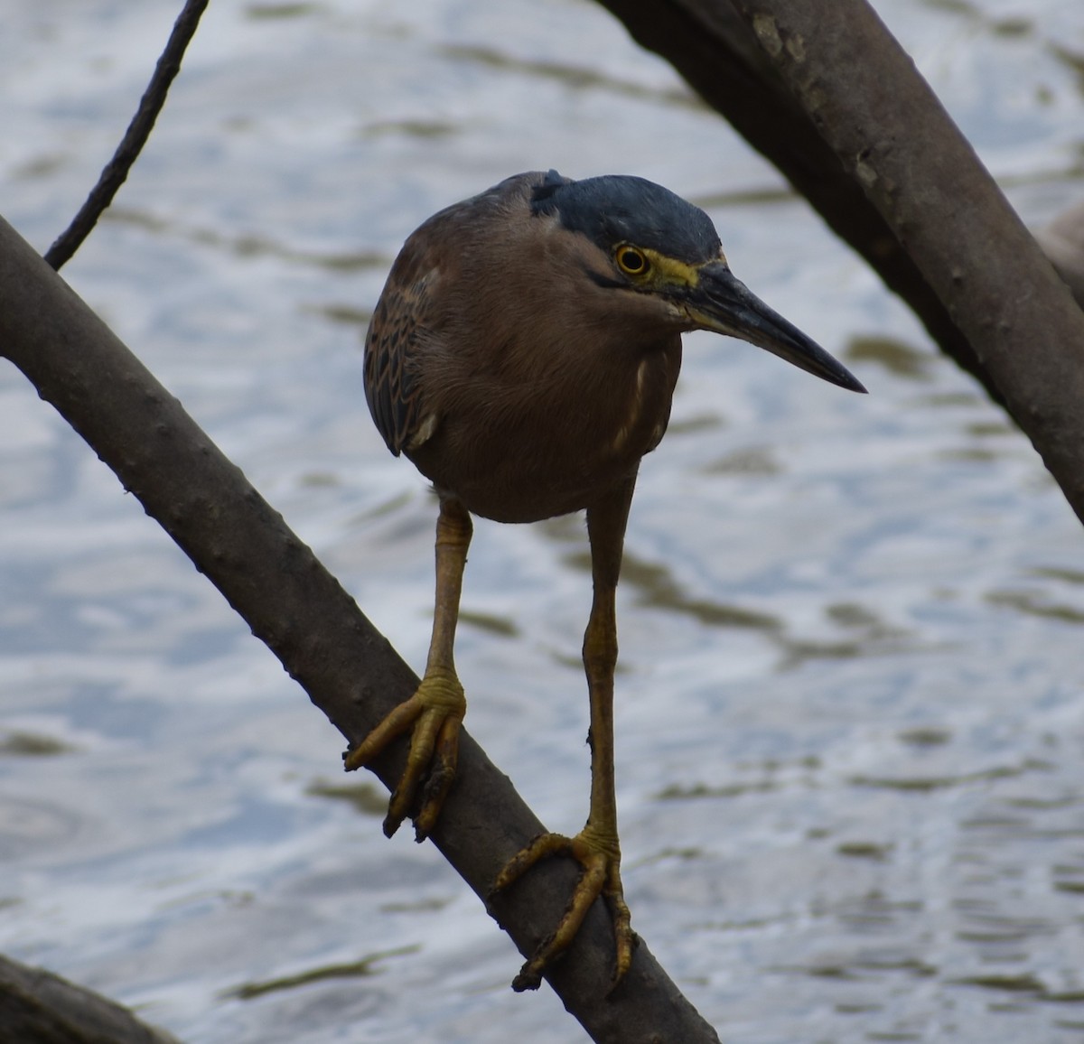 Striated Heron - ML392872891