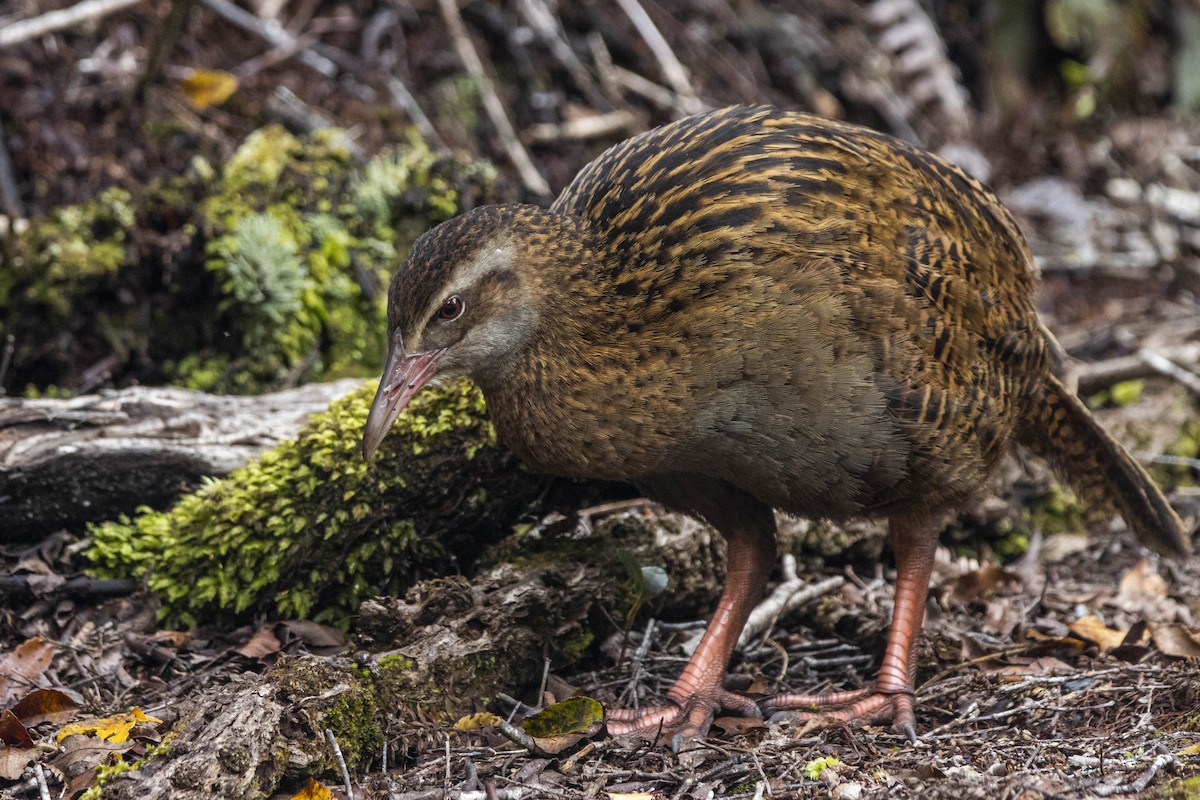 Weka - ML392873261
