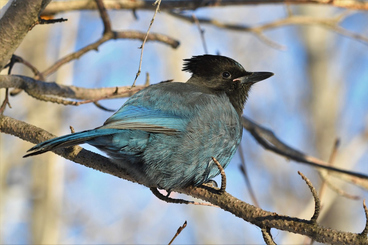 Steller's Jay - ML392873871