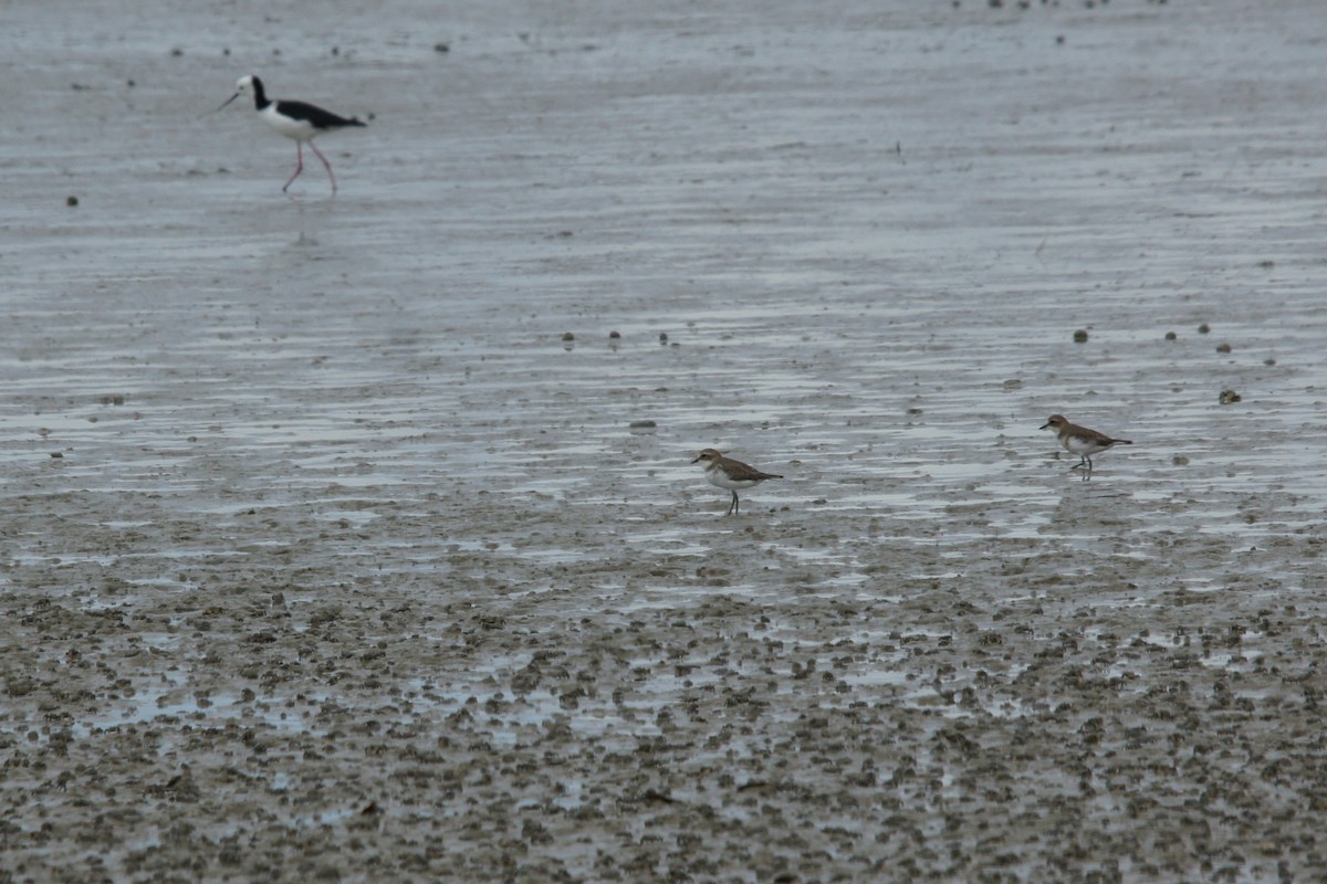 Double-banded Plover - ML392875601