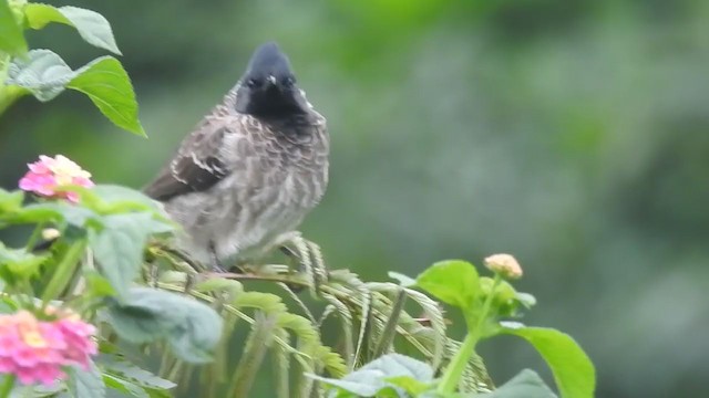 Red-vented Bulbul - ML392875661