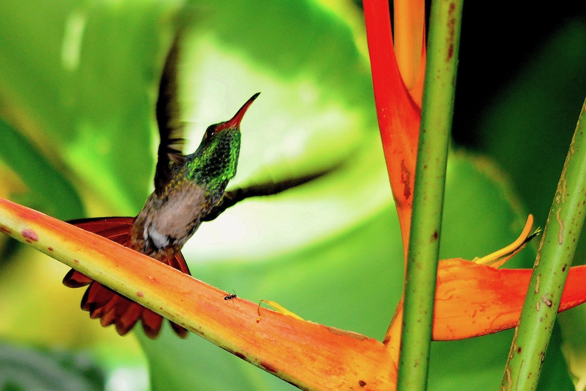 Rufous-tailed Hummingbird - Jacques Erard