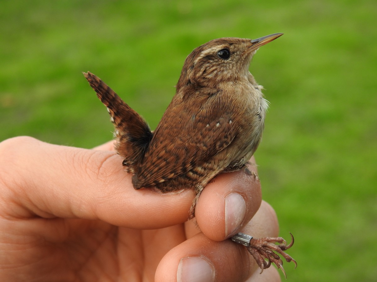 Eurasian Wren - ML392877931