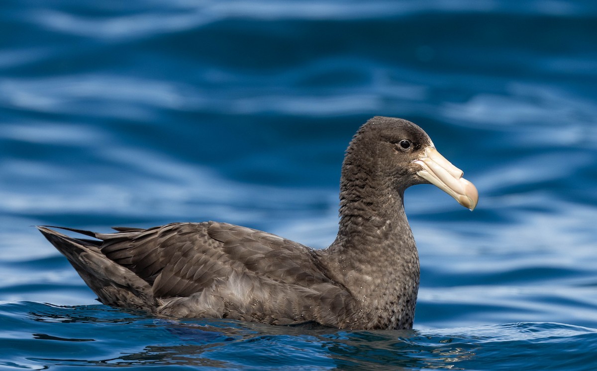 Northern Giant-Petrel - ML392878431
