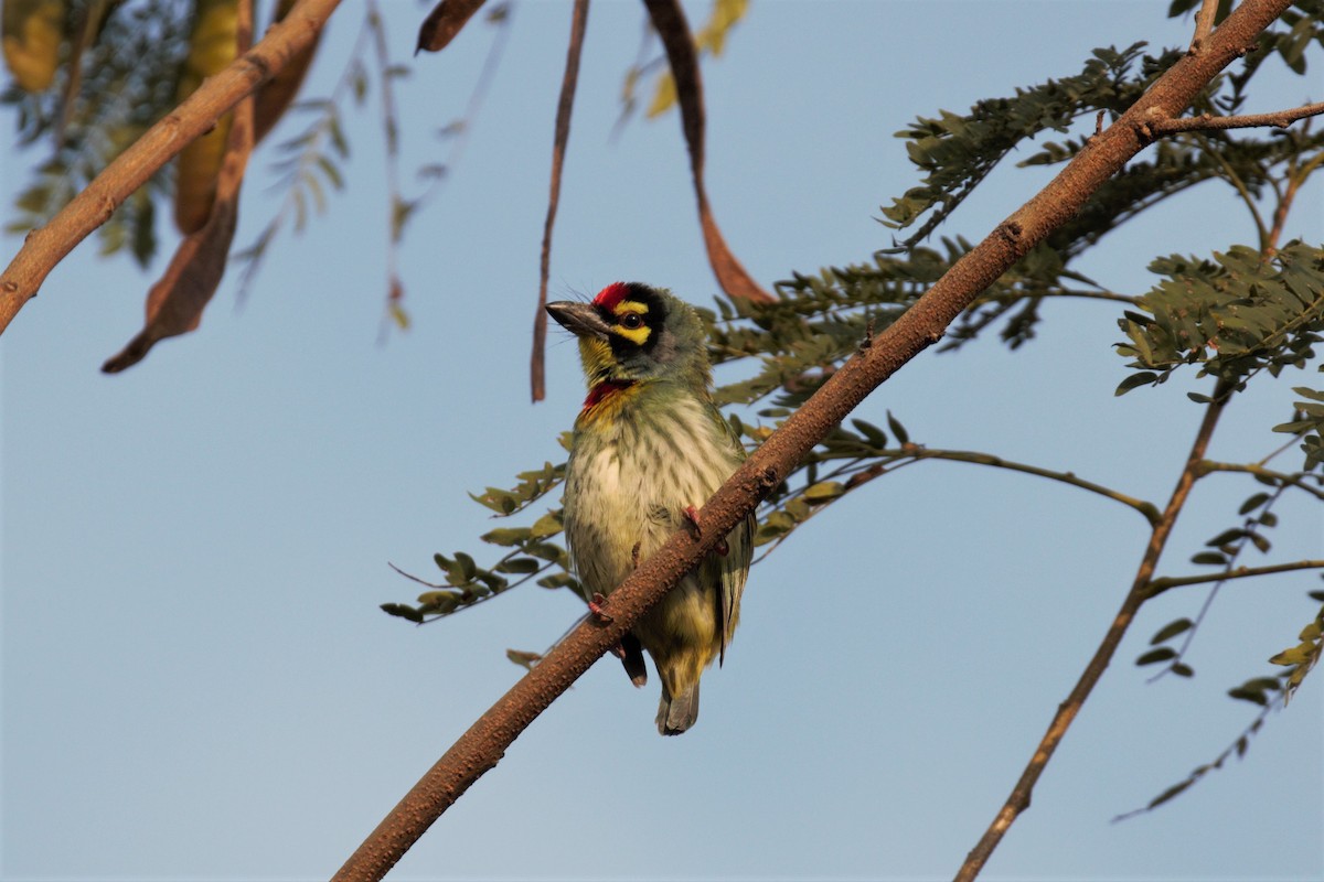 Coppersmith Barbet - ML392878741