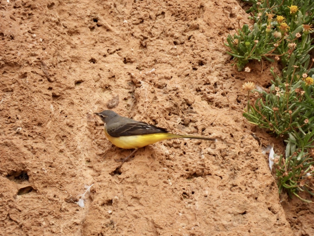 Gray Wagtail - ML392881361