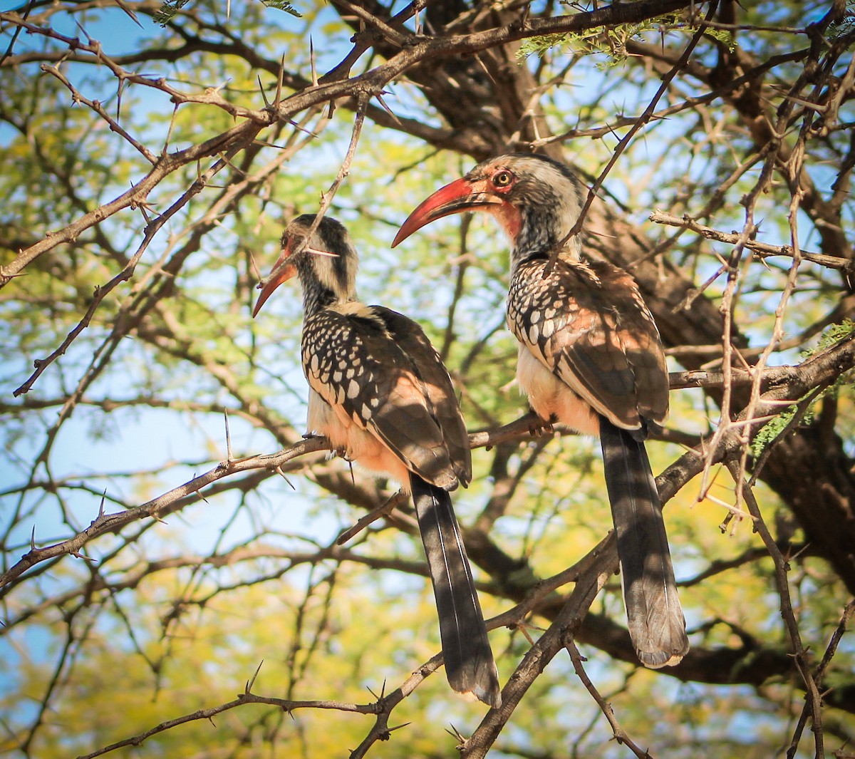 Southern Red-billed Hornbill - ML392881711