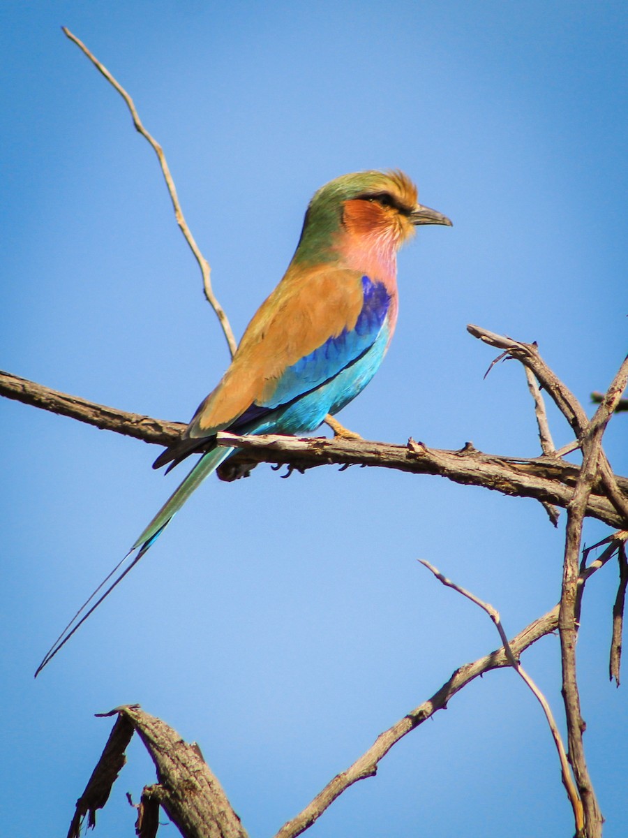 Lilac-breasted Roller - ML392881721