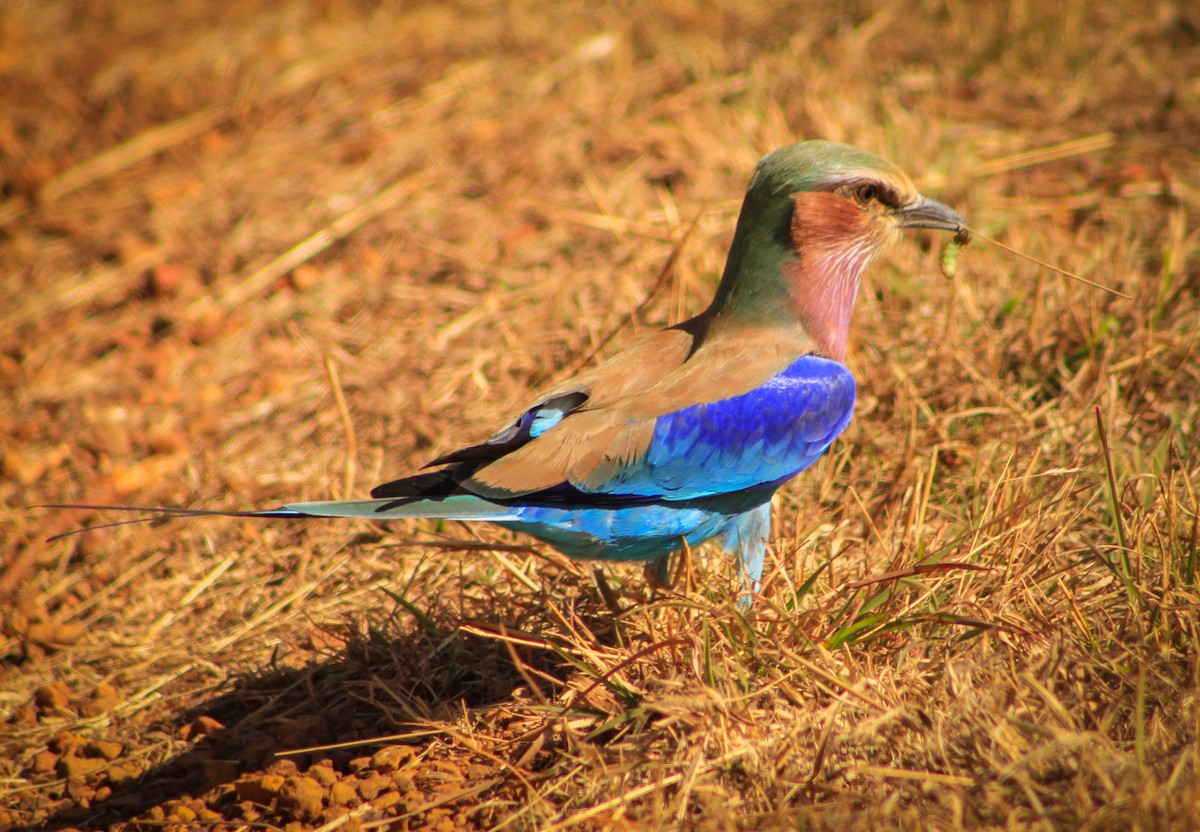 Lilac-breasted Roller - ML392881741
