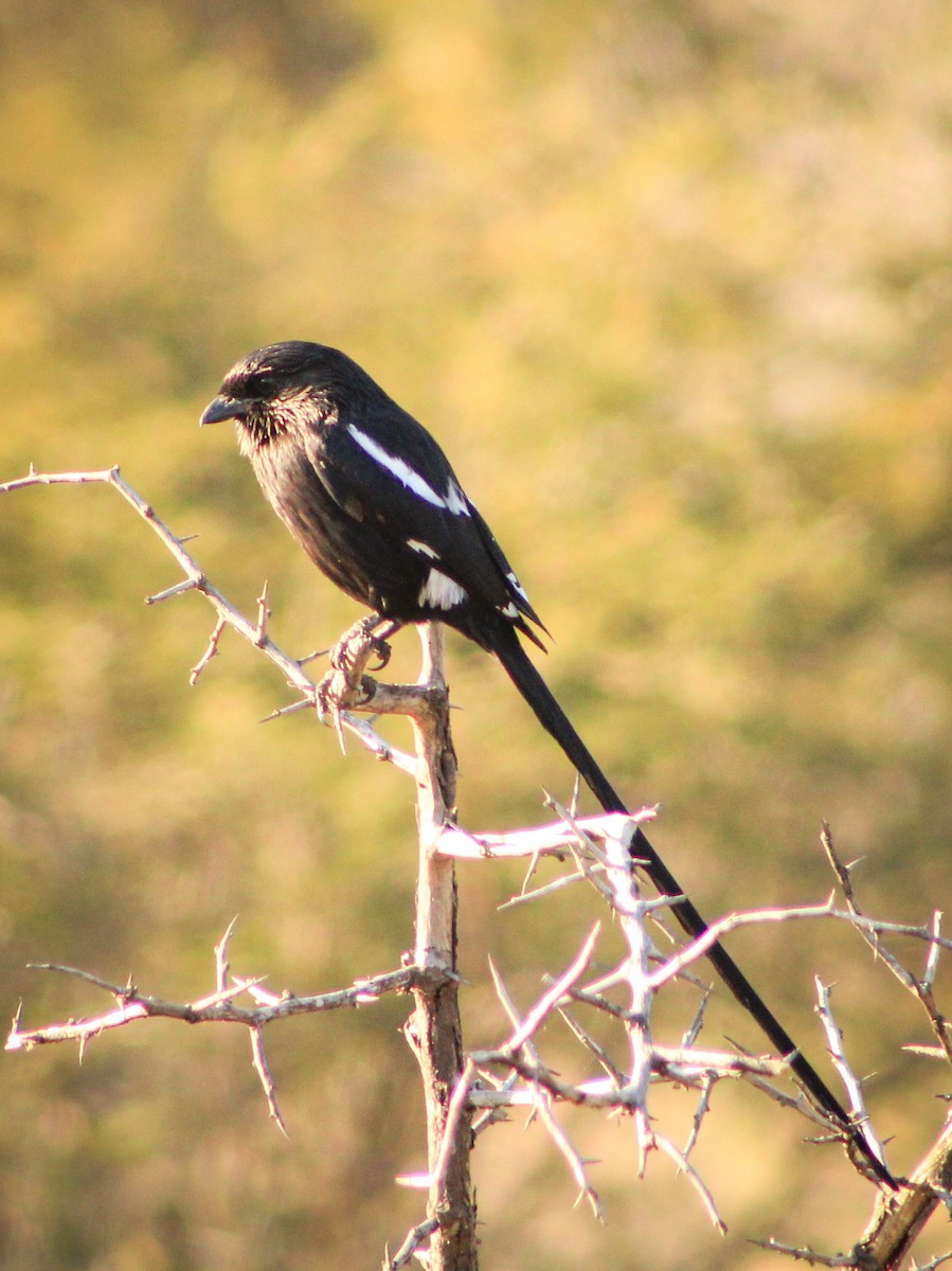 Magpie Shrike - ML392881861