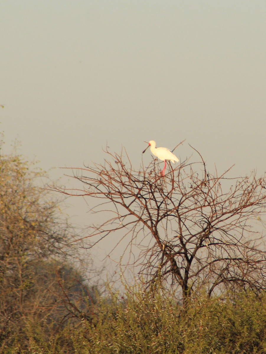 African Spoonbill - ML392881881