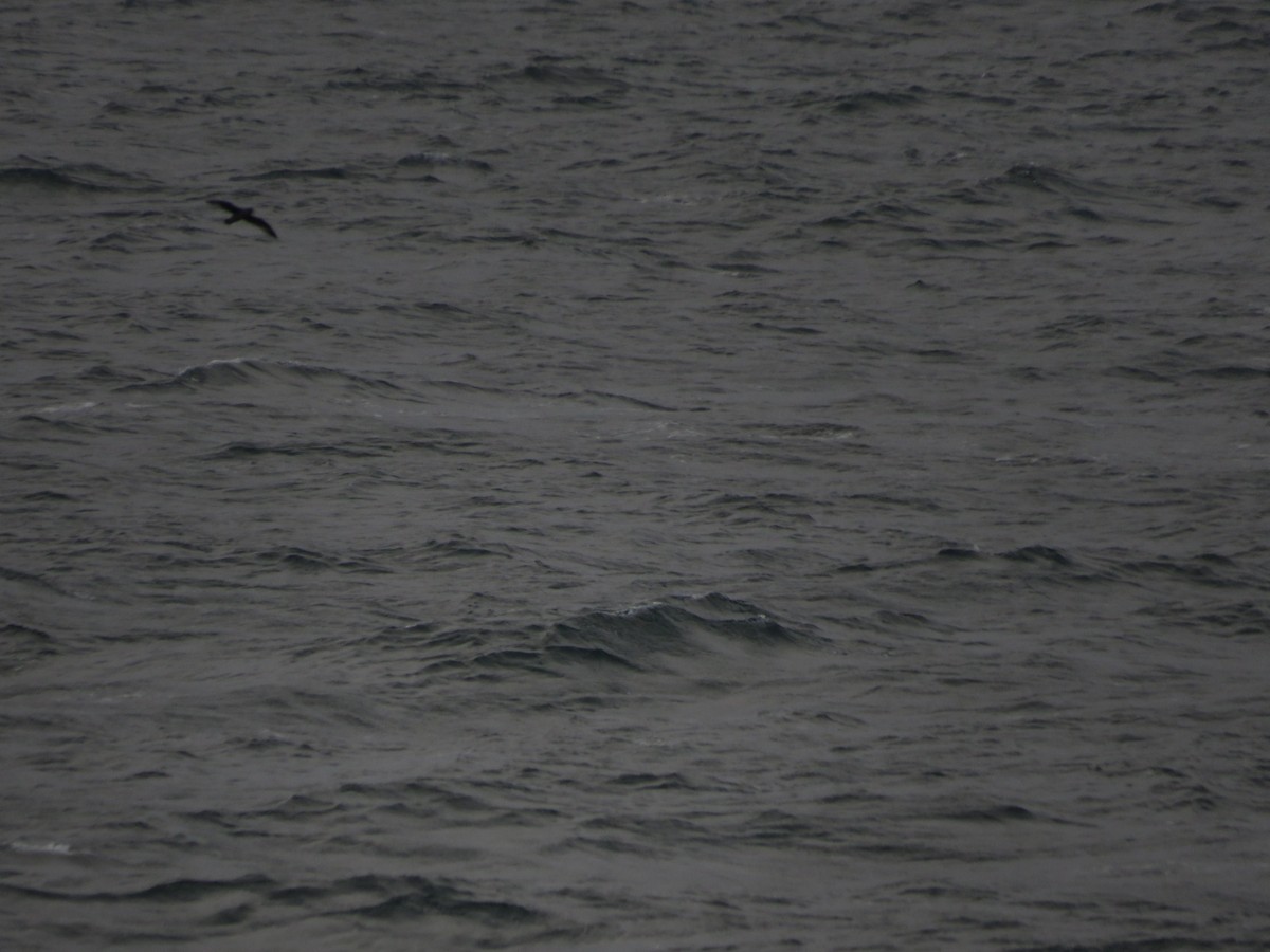 Northern Fulmar - Levi Grudzinski