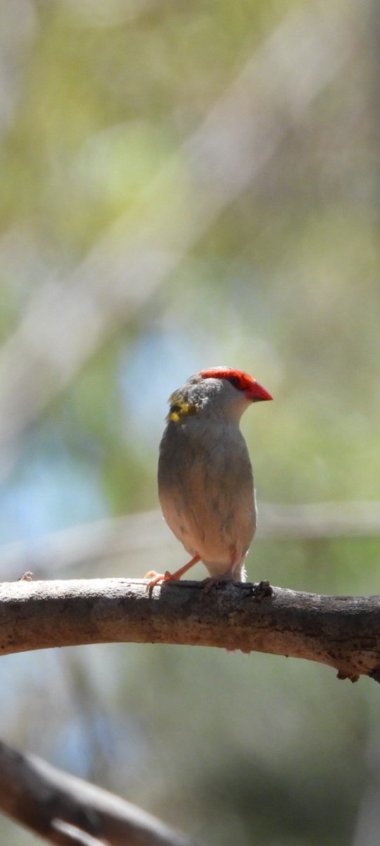 Red-browed Firetail - ML392882701