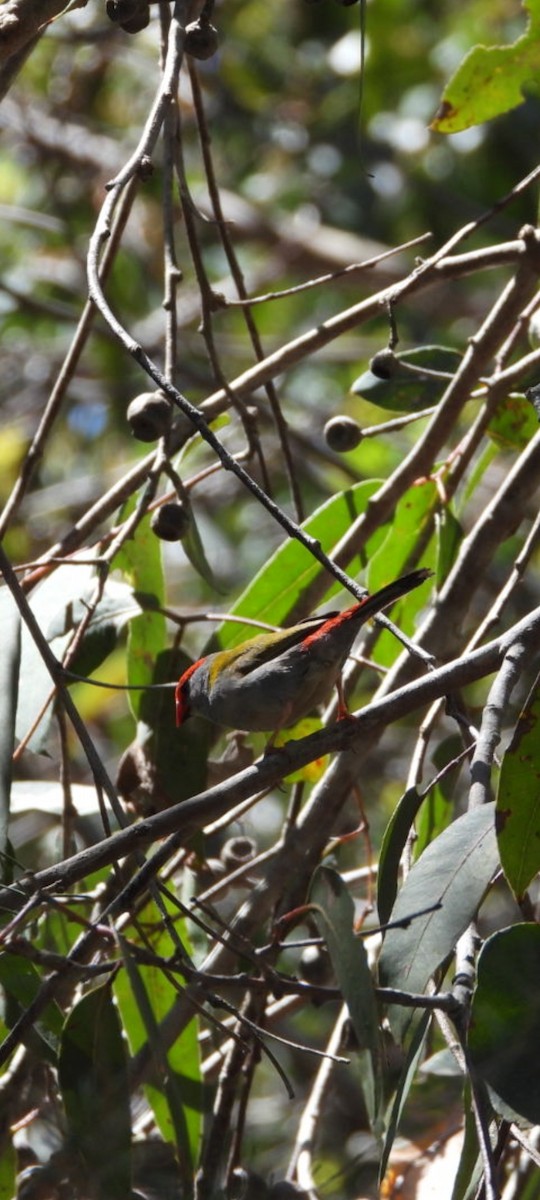 Red-browed Firetail - ML392882711