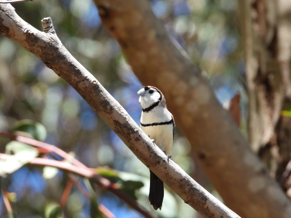 Double-barred Finch - ML392882761