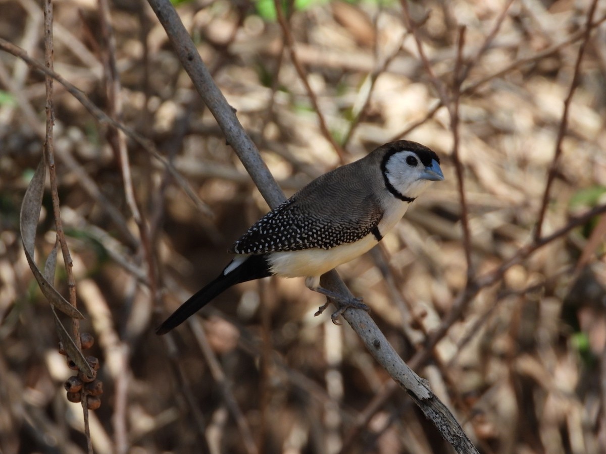 Double-barred Finch - ML392882771