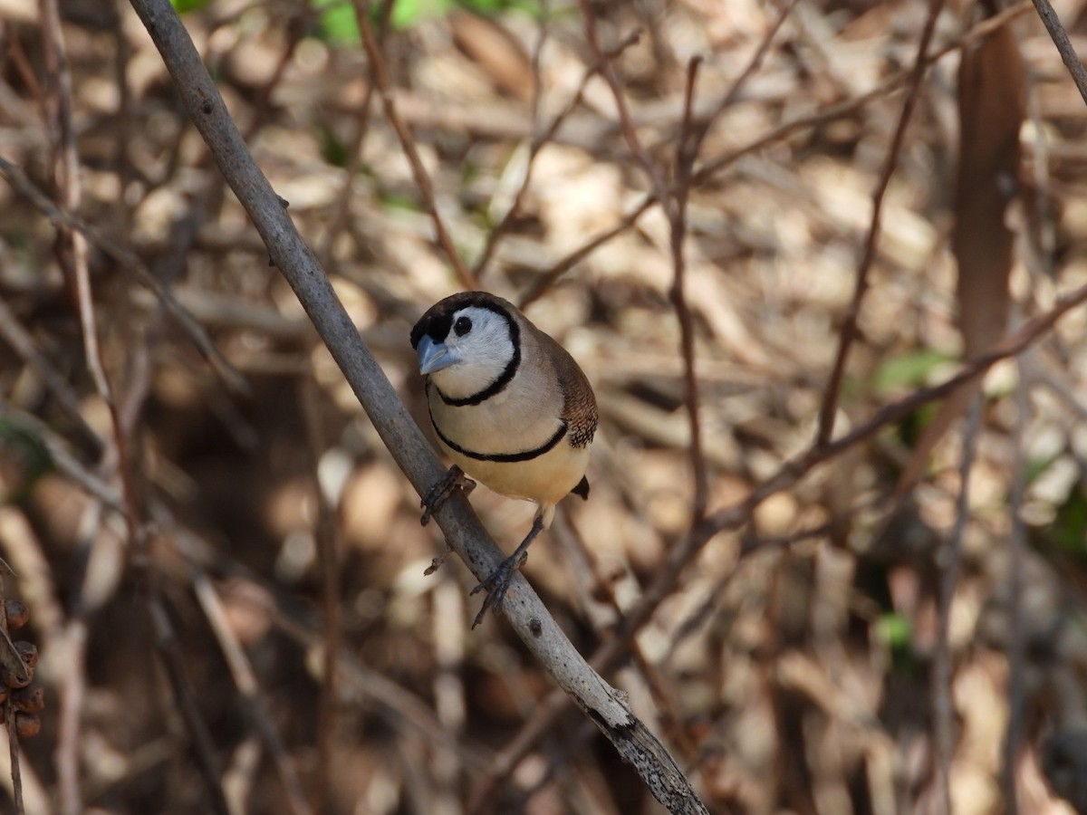 Double-barred Finch - ML392882781