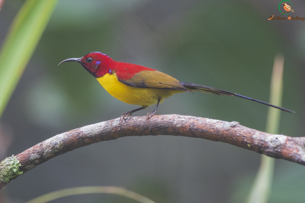 Mrs. Gould's Sunbird (Purple-rumped) - ML392884341