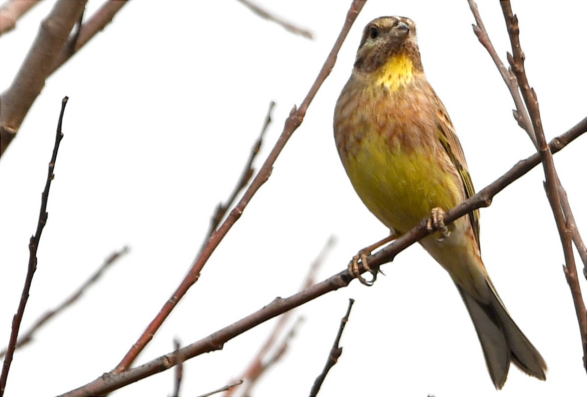 Yellowhammer x Pine Bunting (hybrid) - ML392884701