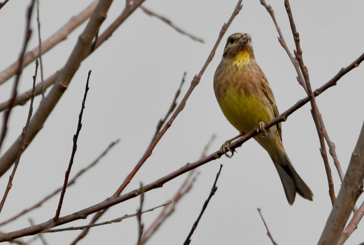 Yellowhammer x Pine Bunting (hybrid) - Reyan sofi