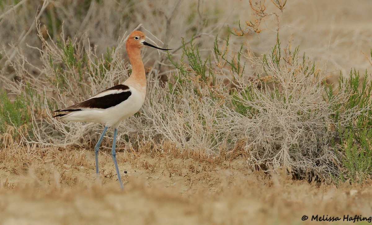 American Avocet - ML392884771