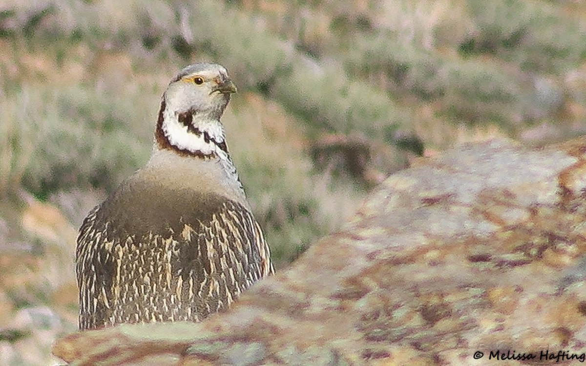 Himalayan Snowcock - ML392884811