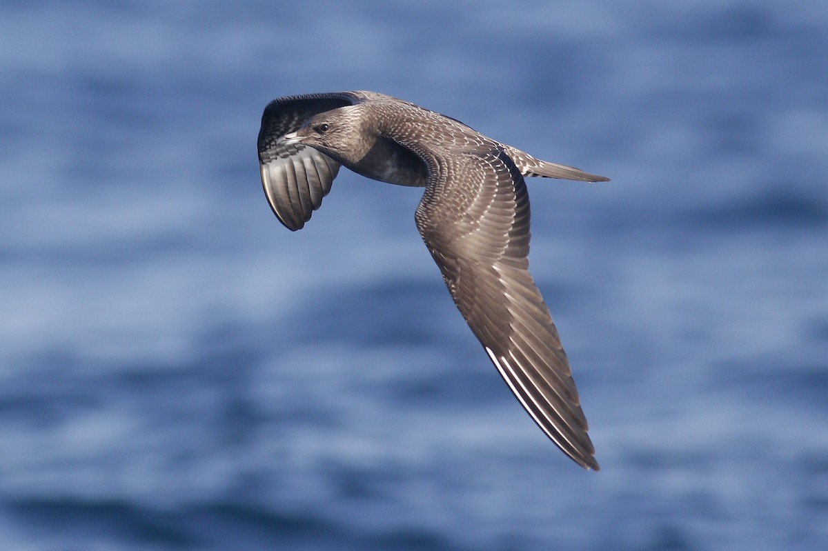 Long-tailed Jaeger - Paul Dufour