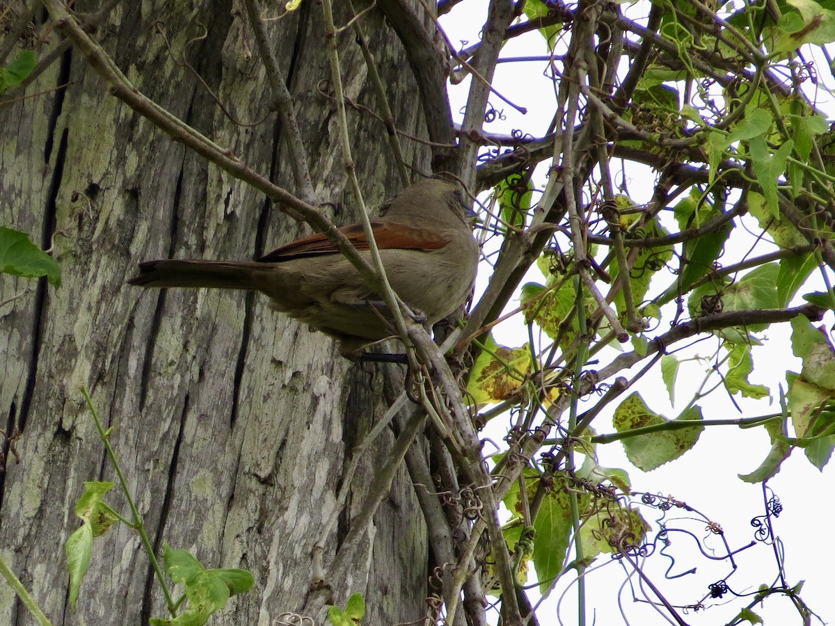 Grayish Baywing - ML392886611