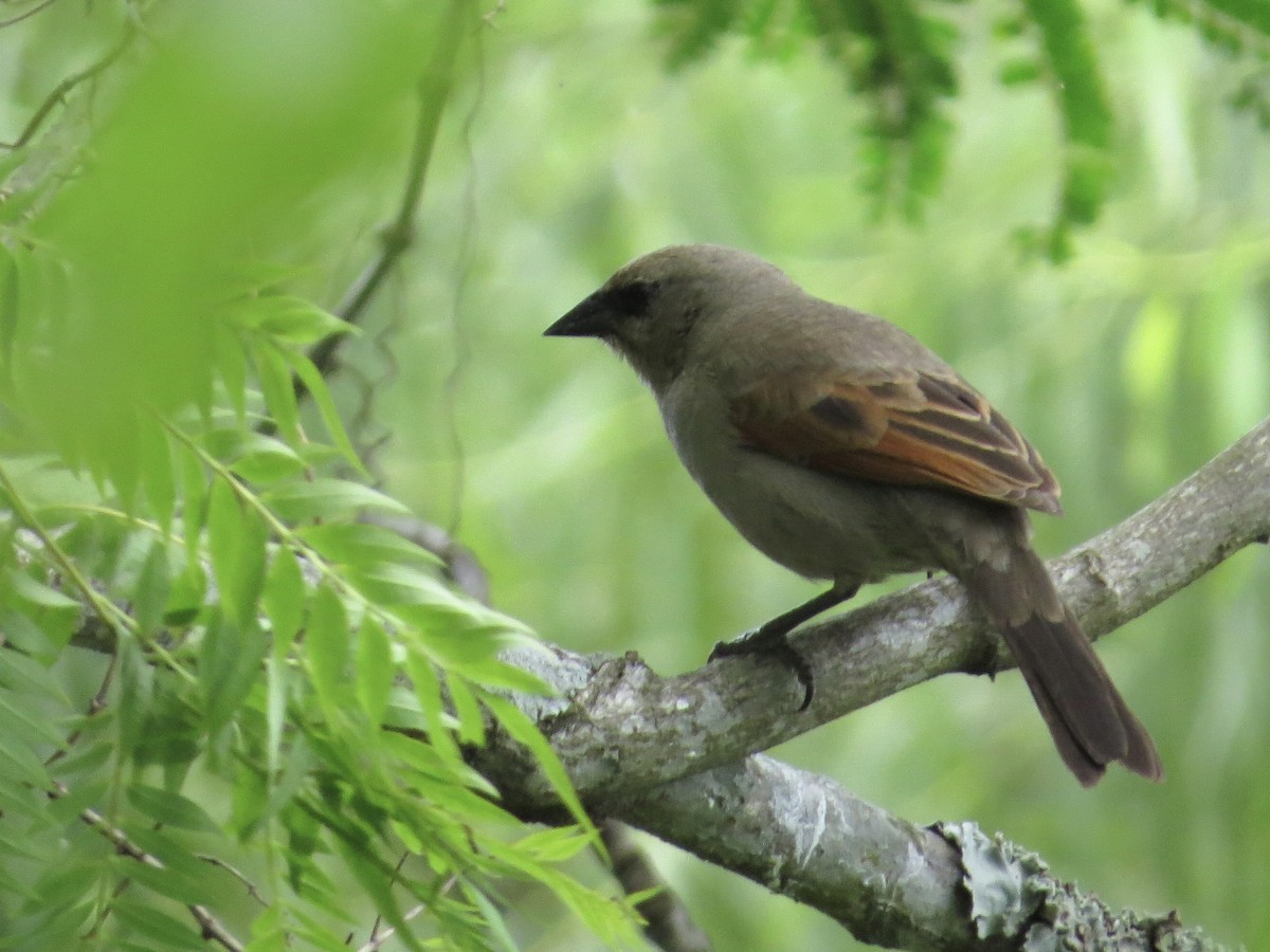 Grayish Baywing - ML392886661