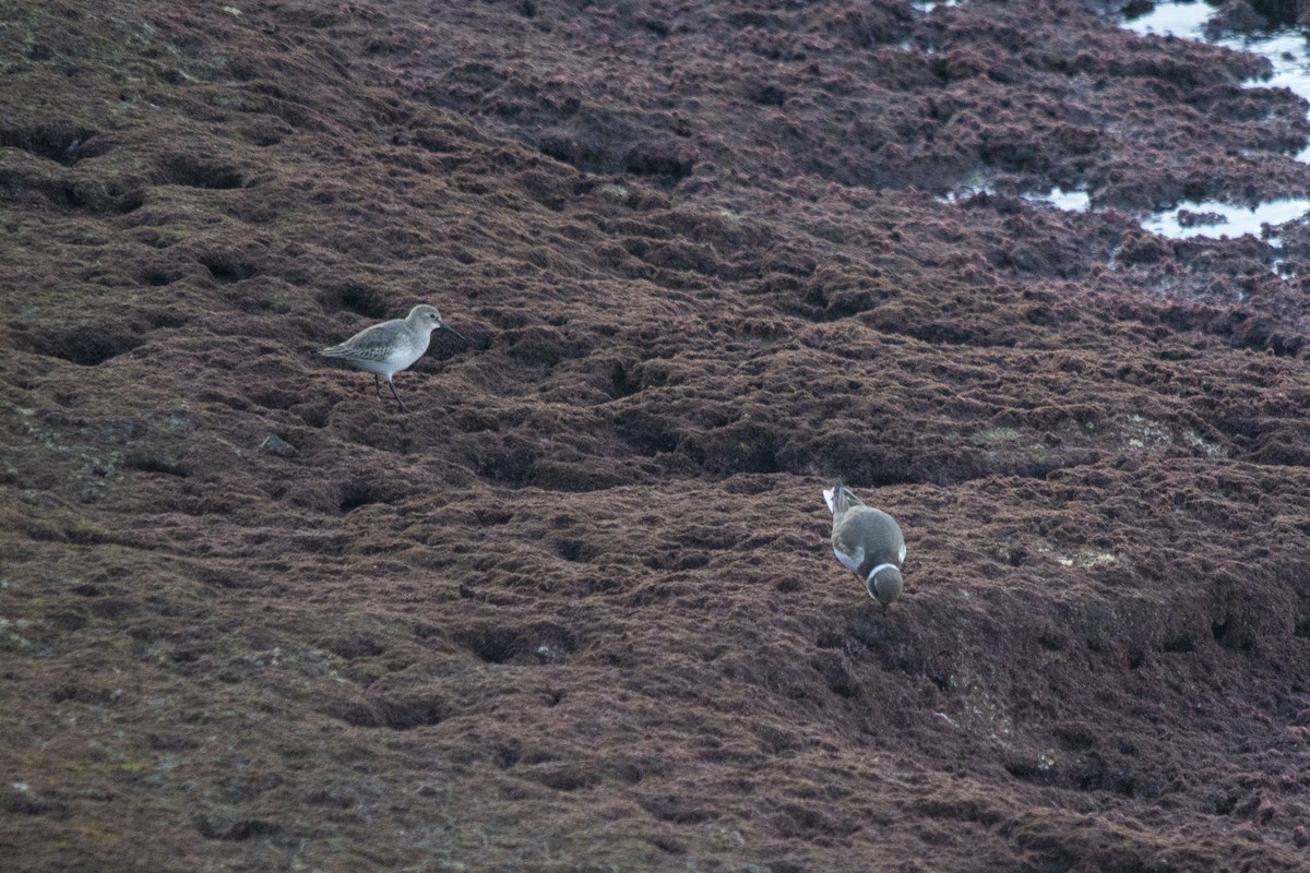 Чернозобик - ML392887111