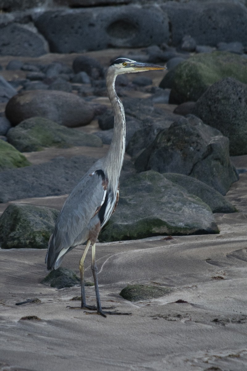 Большая голубая цапля - ML392887121