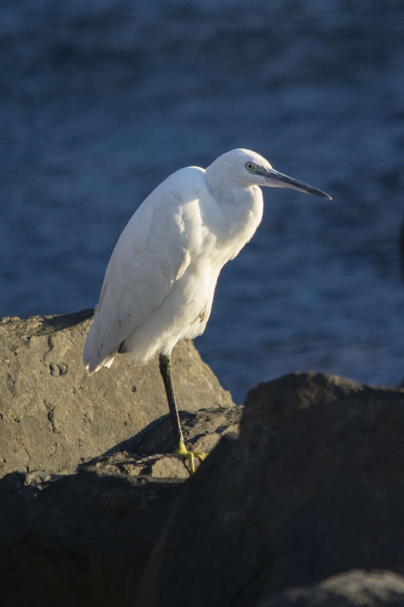 Малая белая цапля - ML392887141