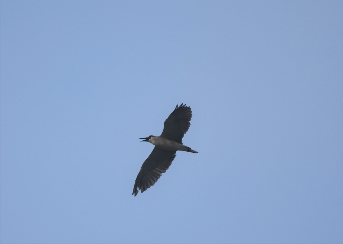 Black-crowned Night Heron - ML392887421