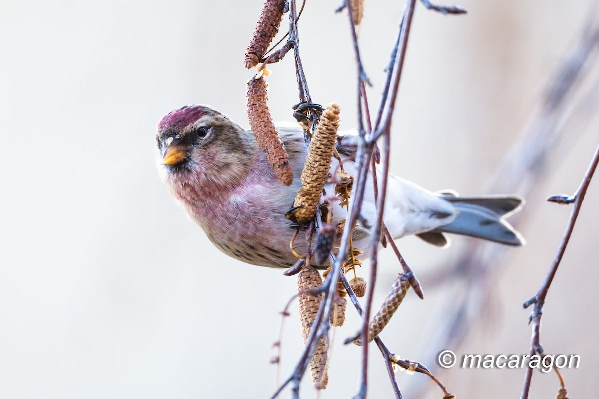 Redpoll (Lesser) - ML392887751