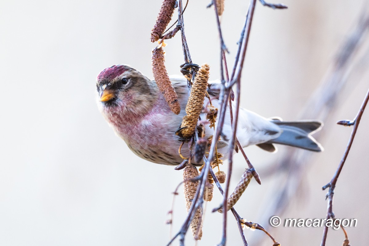 Lesser Redpoll - ML392887751