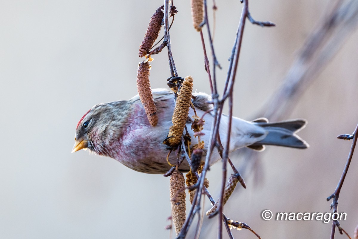 Lesser Redpoll - ML392888061