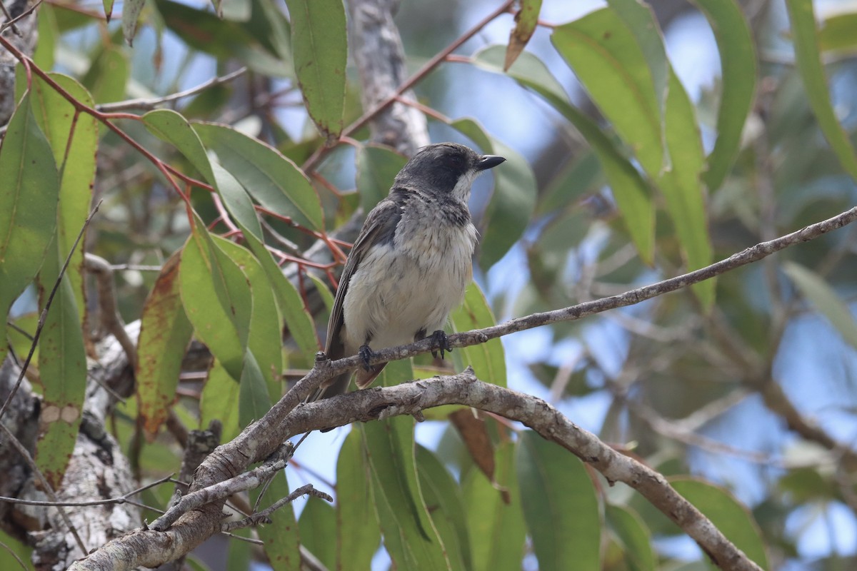 Rufous Whistler - ML392888381