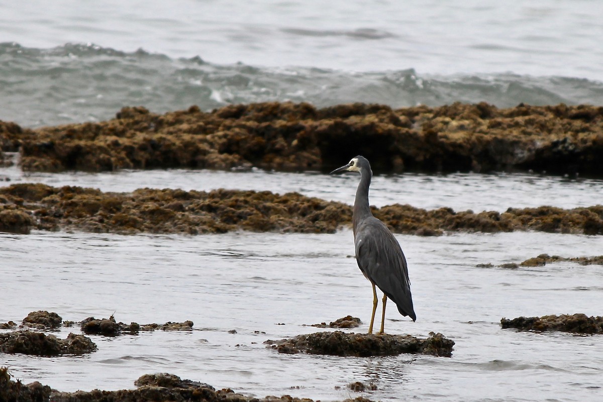 White-faced Heron - Michael Warner