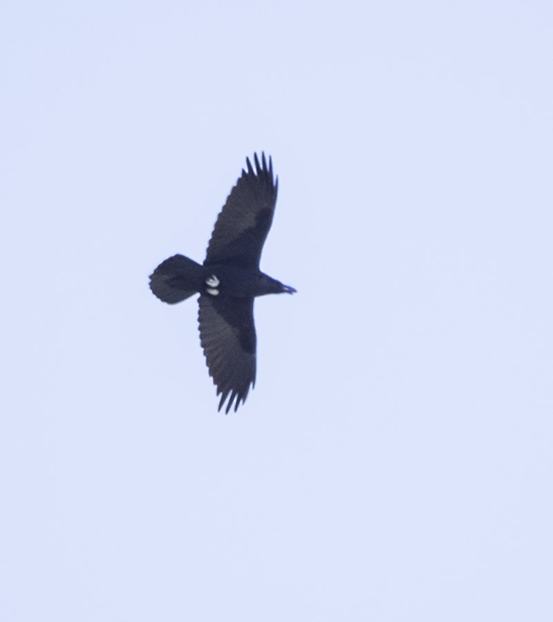 Common Raven - Marianne Taylor