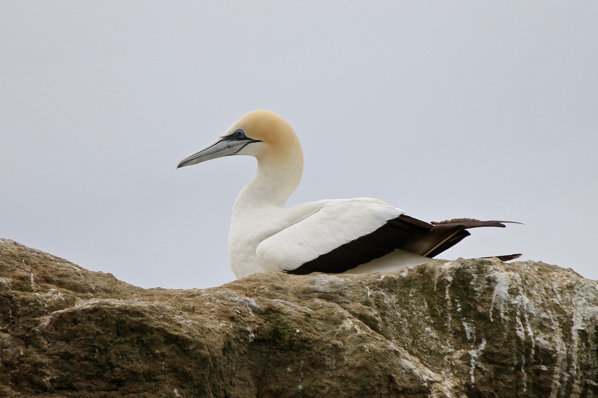 Australasian Gannet - ML39289091