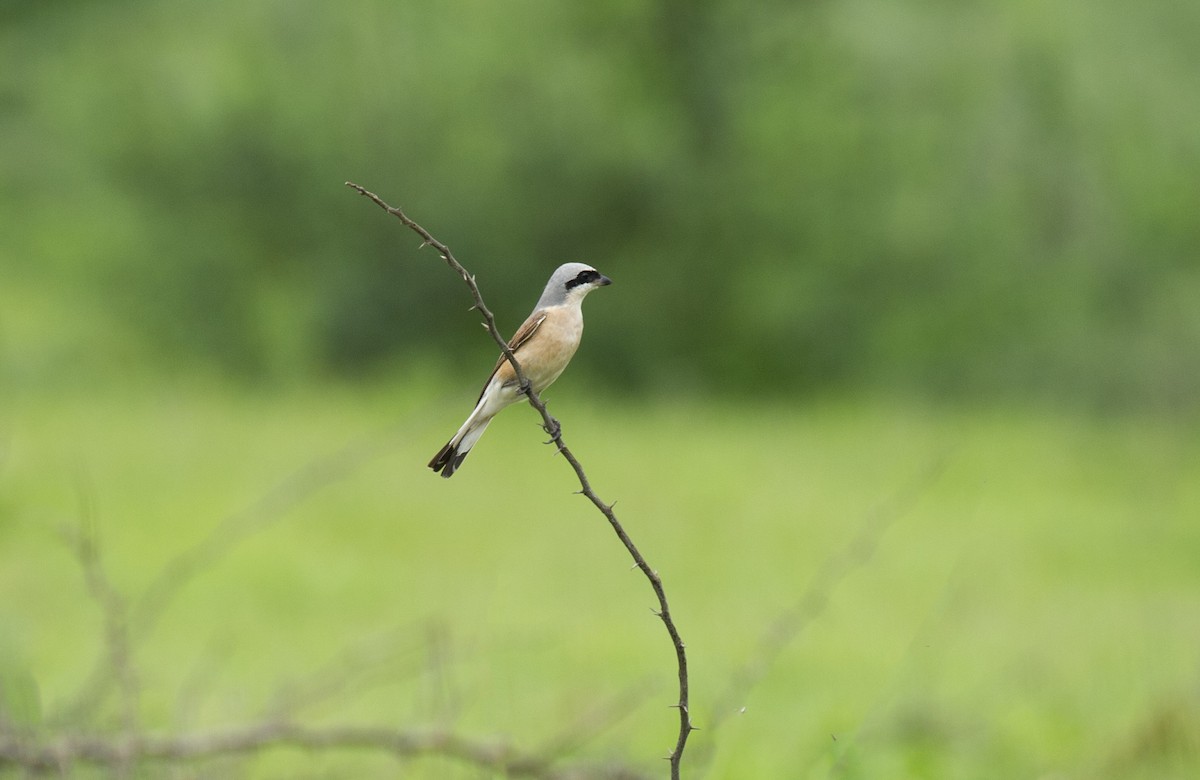 Red-backed Shrike - ML392891101