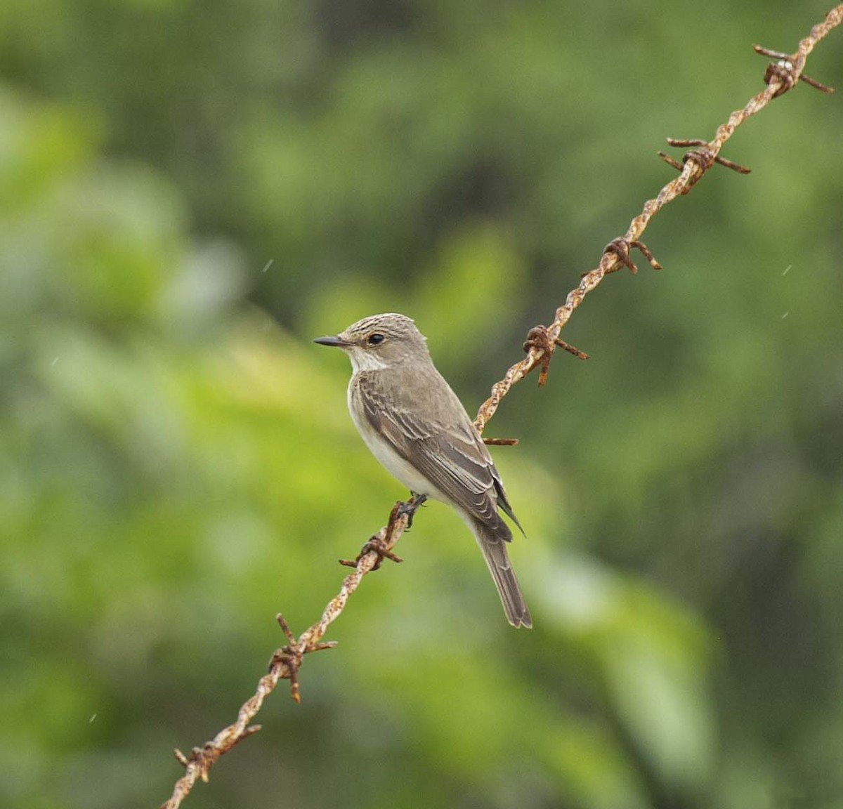 Spotted Flycatcher - ML392891141