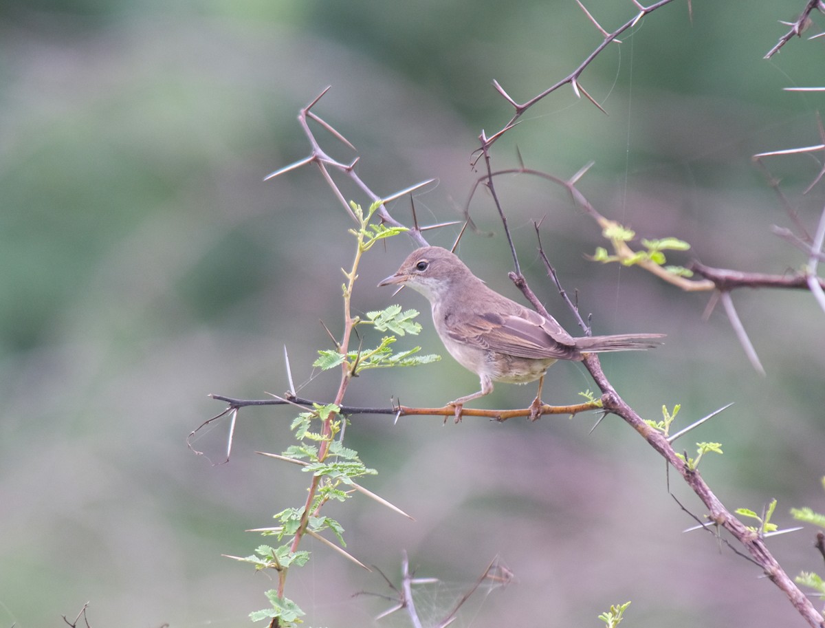 Greater Whitethroat - ML392891491