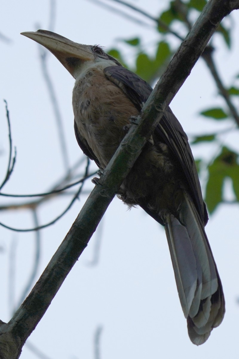 Brown Hornbill - Arpit Bansal