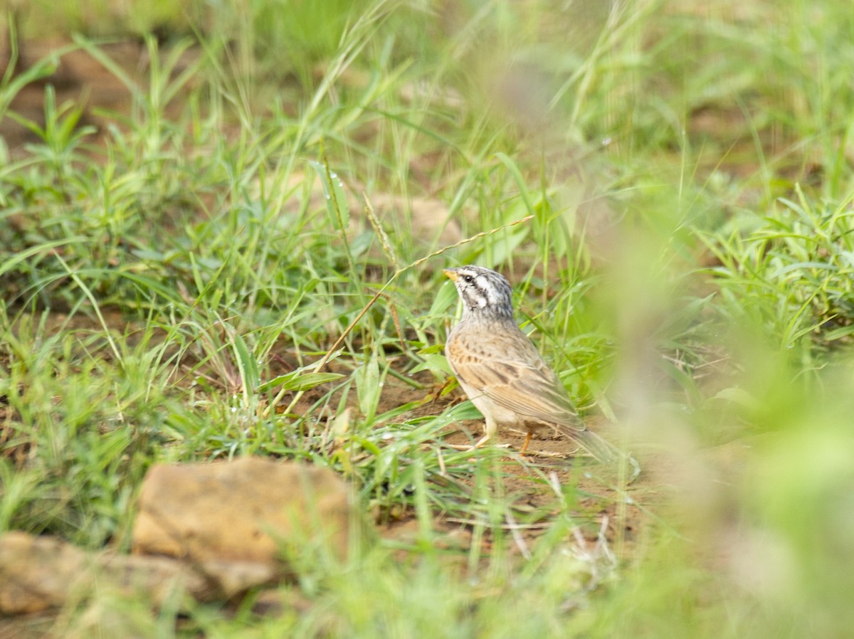 Striolated Bunting - ML392892911