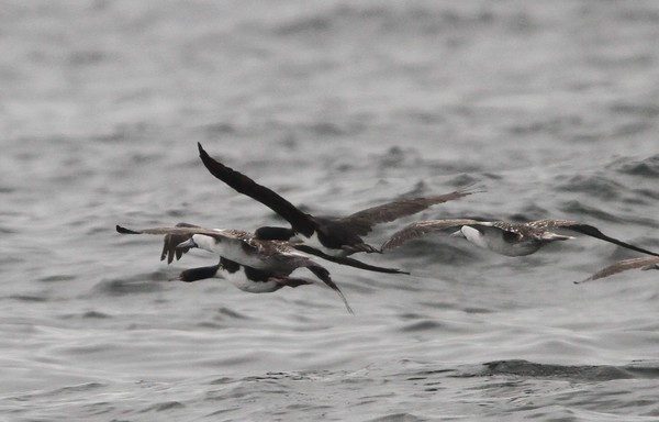 Cormoran de Bougainville - ML39289451