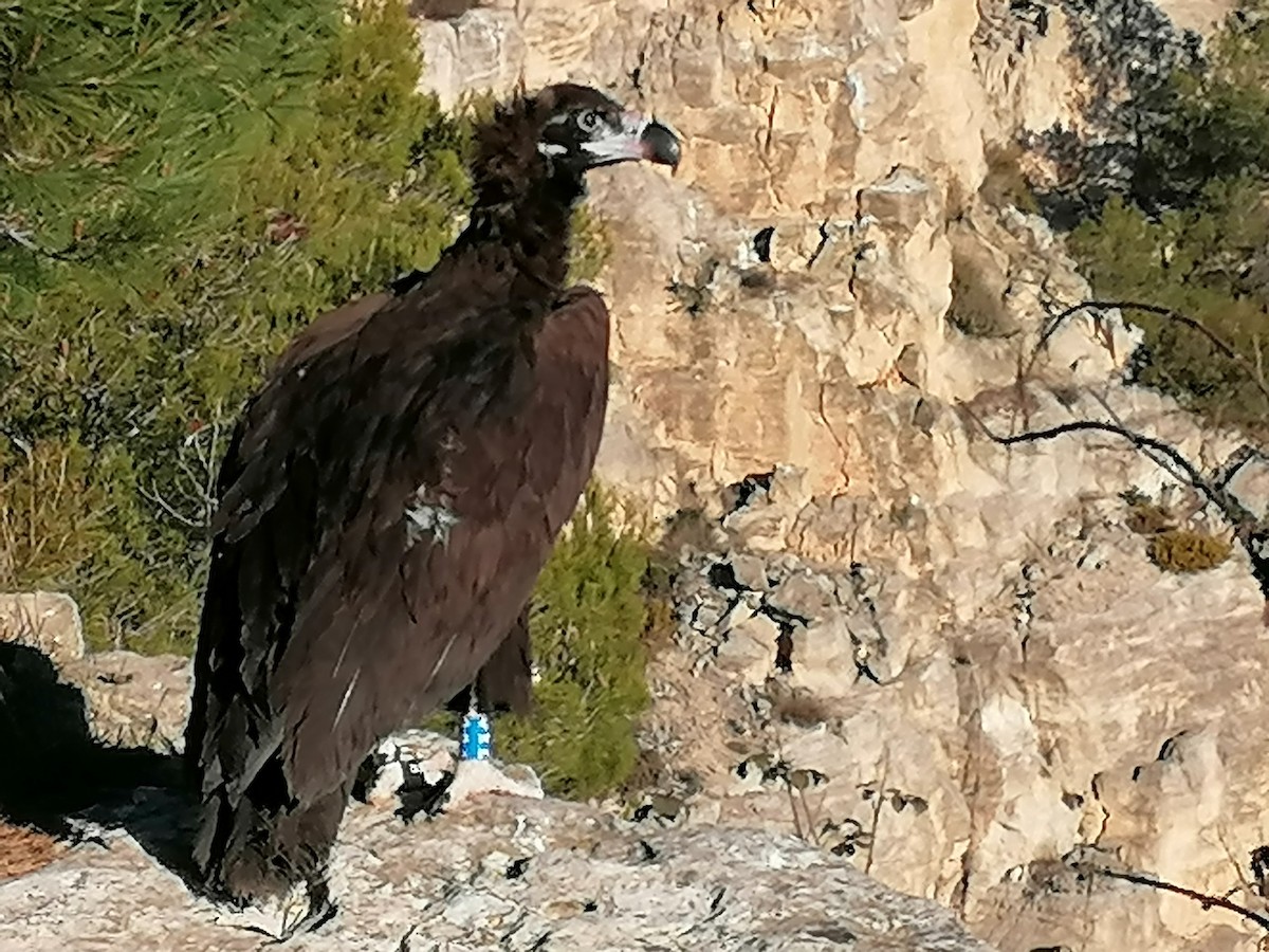 Cinereous Vulture - ML392895231
