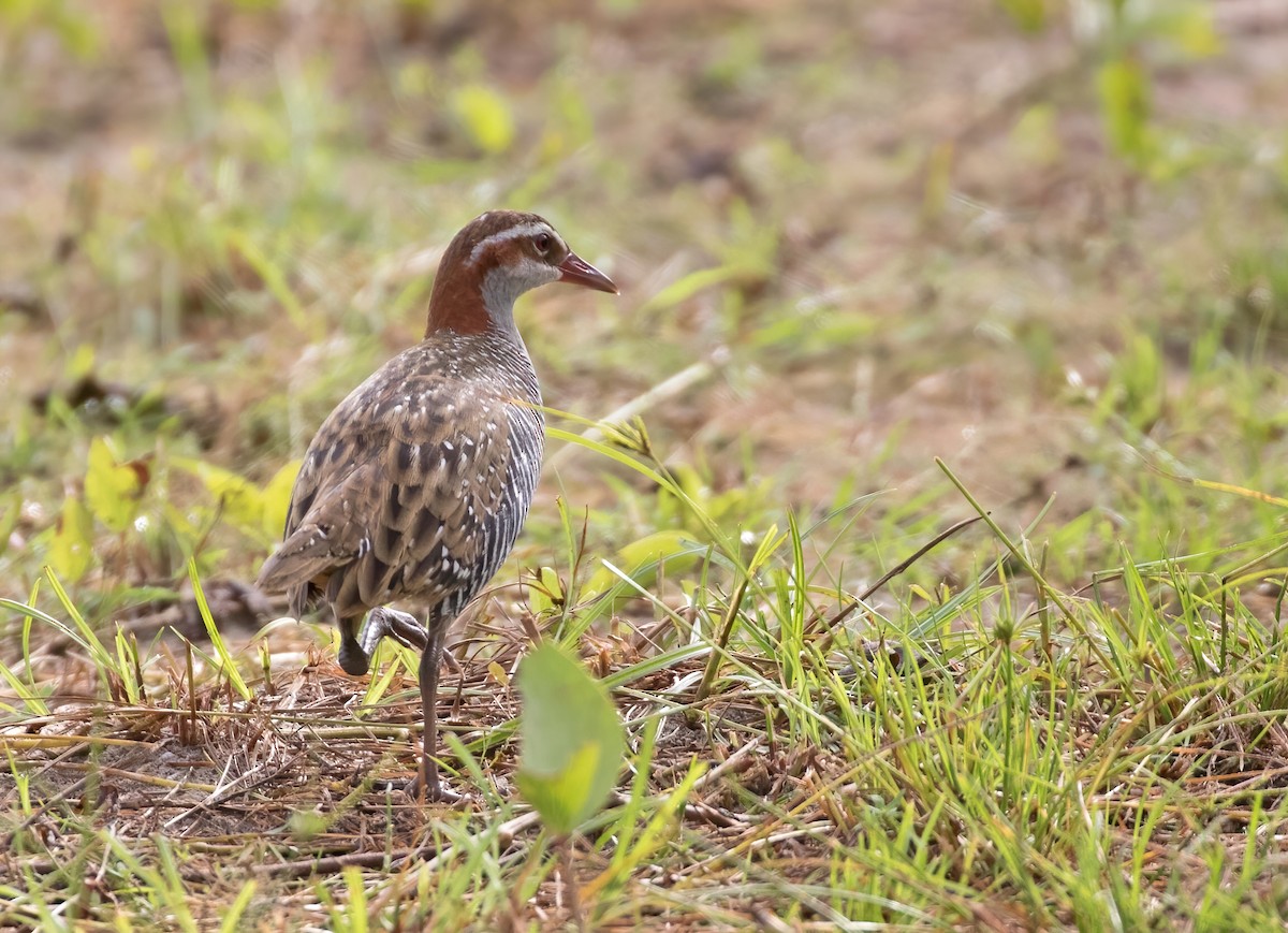 Buff-banded Rail - ML392895881