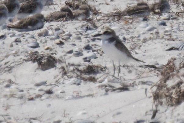 Greater Sand-Plover - ML392895991