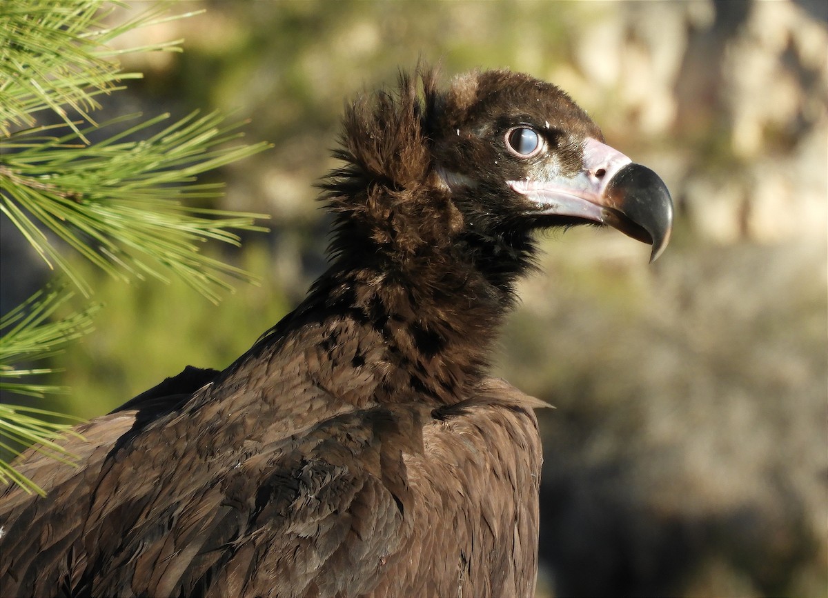 Cinereous Vulture - ML392896181
